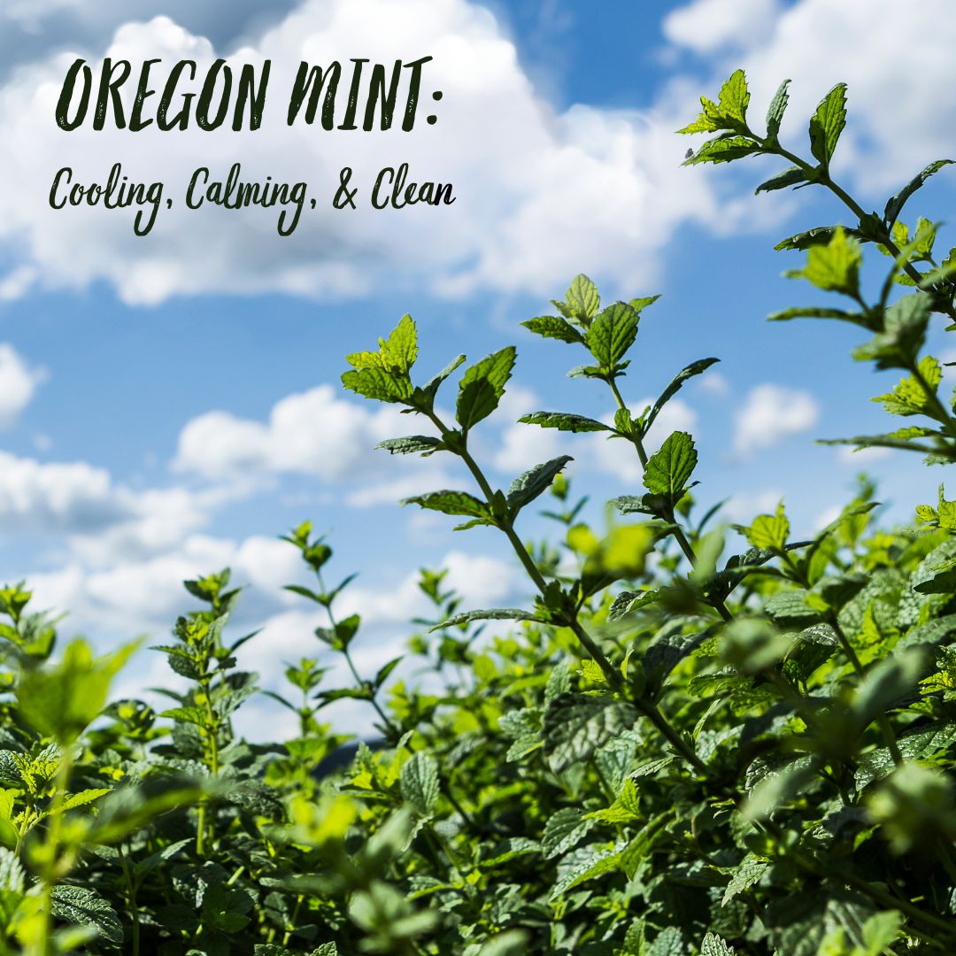 Oregon Mint: Cooling, Calming, and Clean